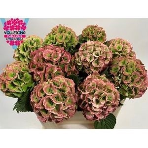 <h4>HYDR M CH LOLLYPP CL</h4>