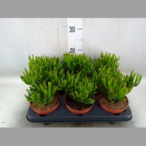 Crassula ovata 'Trompet'