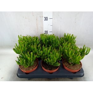 Crassula ovata 'Trompet'