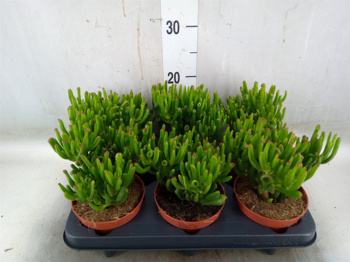<h4>Crassula ovata 'Trompet'</h4>