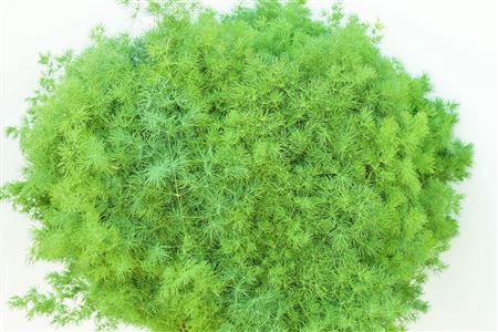 <h4>Asparagus Meriocladus Verde</h4>