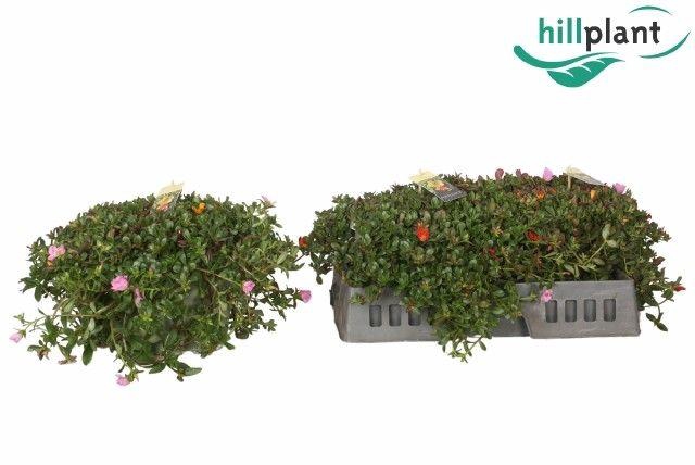 <h4>Portulaca in sierpot 23 cm</h4>