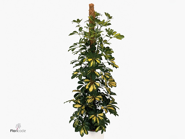 Schefflera arbor. 'Gold Capella'