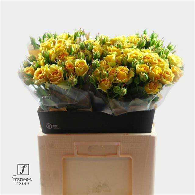 <h4>Rosa spray bandolero</h4>