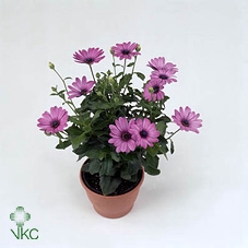 Osteospermum Tradewinds Deep Purple