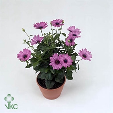 Osteospermum Deep Purple Decorum