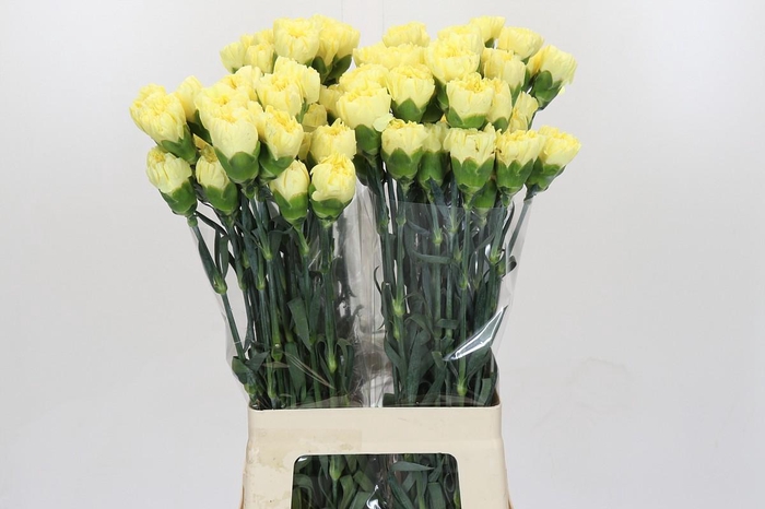 <h4>Dianthus St Ilias</h4>