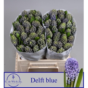 HYAC DELFT BLUE