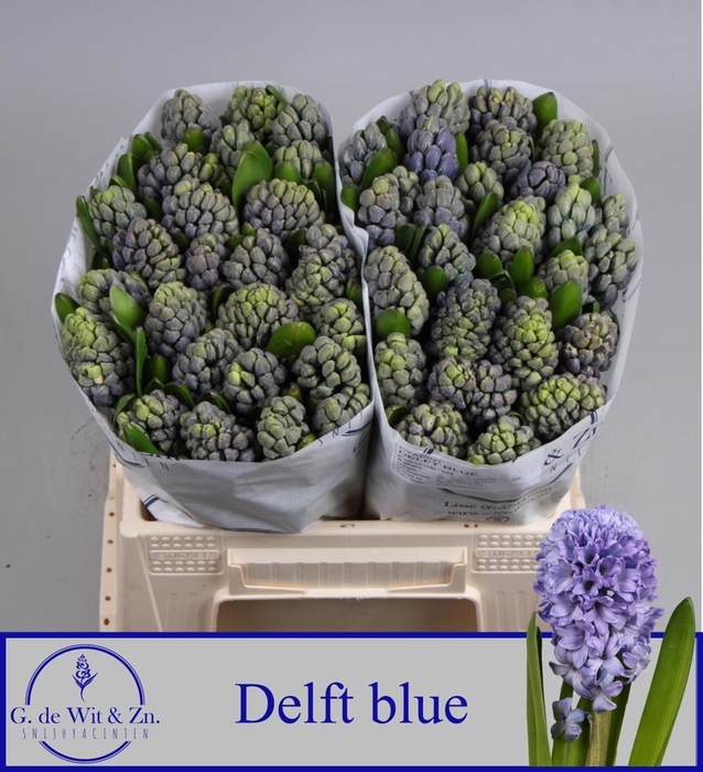 <h4>HYAC DELFT BLUE</h4>