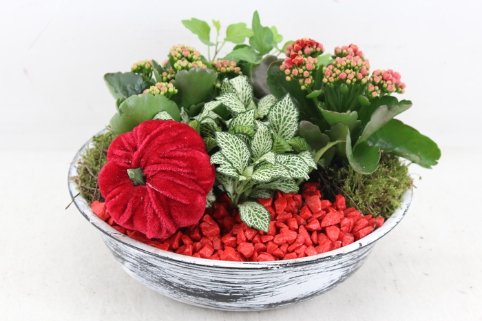 <h4>arr2 PL - Zink antiek schaal - rood</h4>