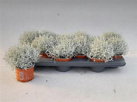 <h4>Leucoph Brownii</h4>