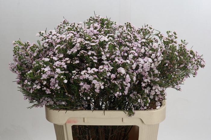 <h4>CHAME UN DANC QUEEN</h4>