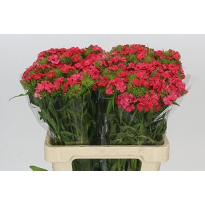 Dianthus Br Doblino Salmon