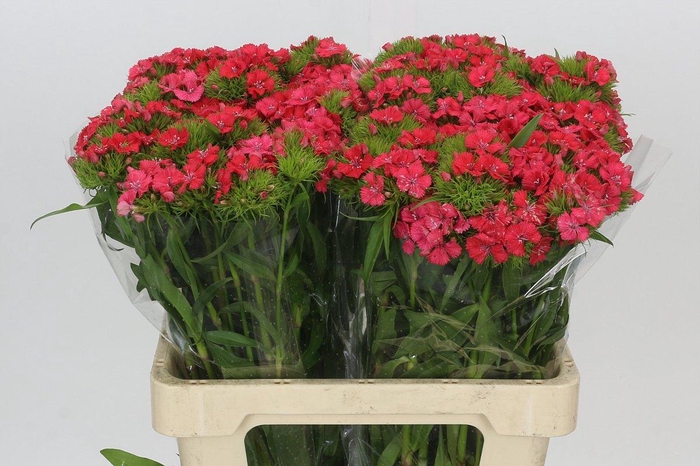 <h4>Dianthus Br Doblino Salmon</h4>