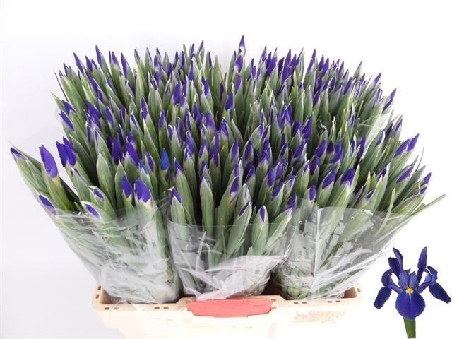 <h4>IRIS BLUE MAGIC</h4>