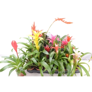 BROMELIA GEM 15 SRT