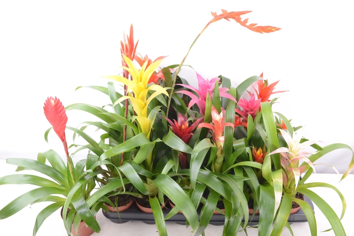 <h4>BROMELIA GEM 15 SRT</h4>