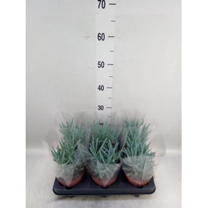 Curio ficoides 'Mount everest'