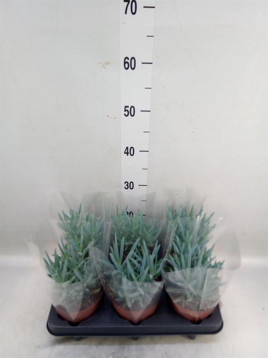 <h4>Curio ficoides 'Mount everest'</h4>