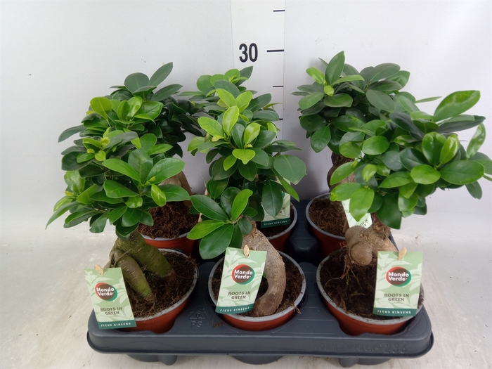 <h4>Ficus microcarpa 'Ginseng'</h4>