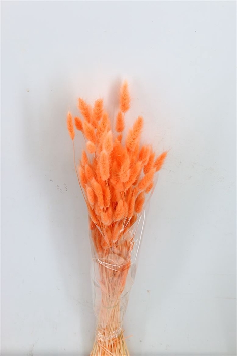 <h4>Dried Lagurus Salmon Bunch</h4>