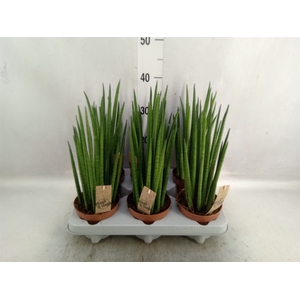 Sansevieria bacularis