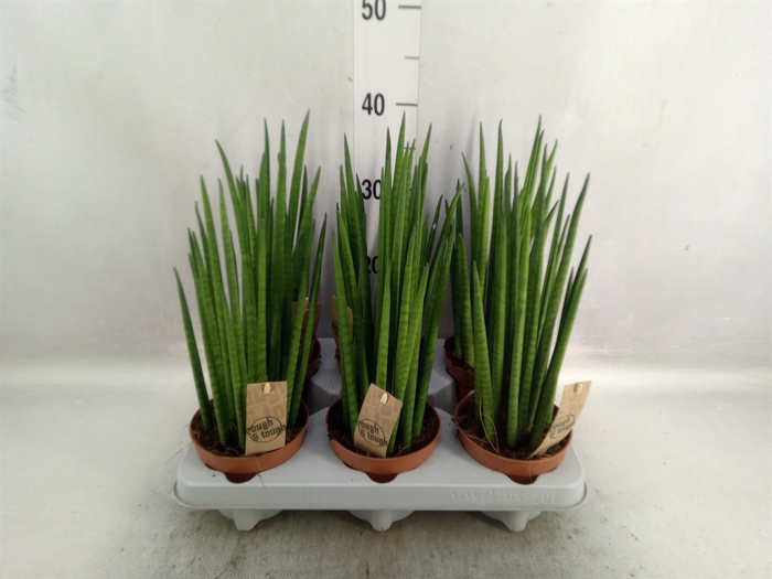 Sansevieria bacularis