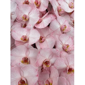 Phalaenopsis Coloured Candy