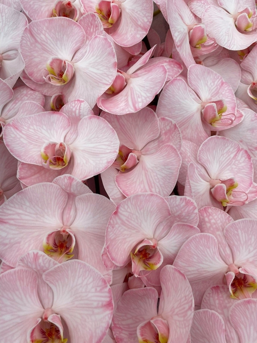 <h4>Phalaenopsis Coloured Candy</h4>