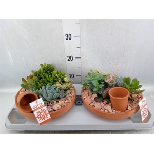 Arr.  Succulents H%