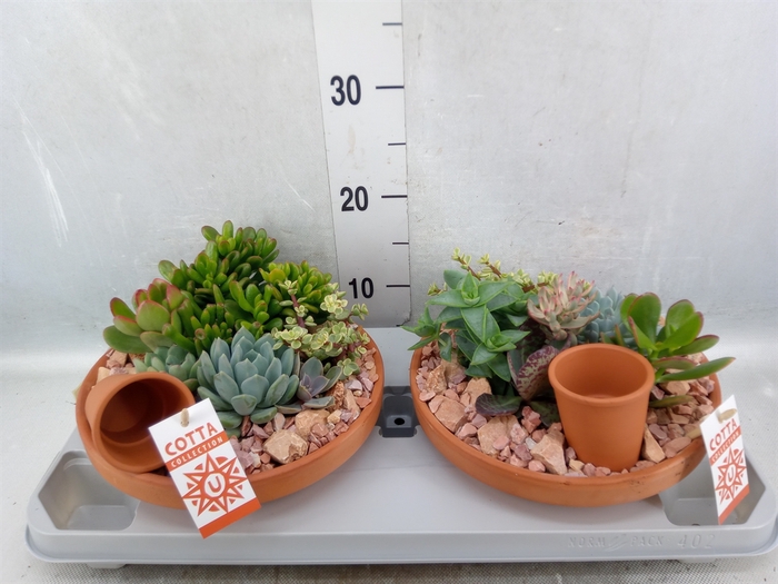 Arr.  Succulents H%