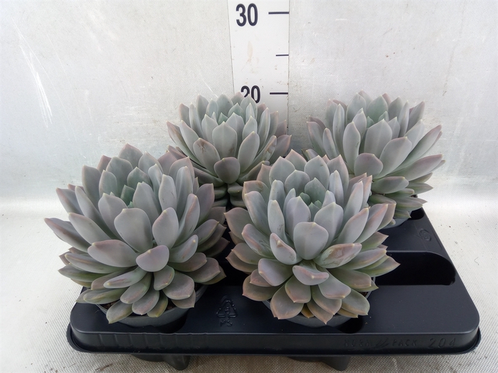 Pachyphytum  'Draco'