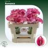 Calla Romance