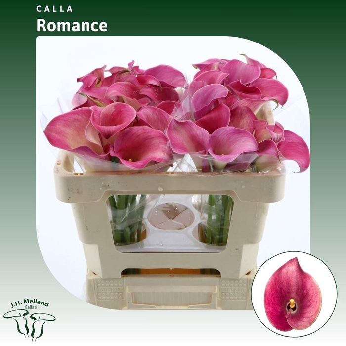 <h4>Calla Romance</h4>
