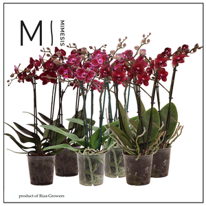 Phalaenopsis Multi Red 3 spike - 12cm | Mimesis