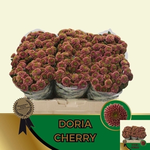 CHR S AAA DORIA CHER