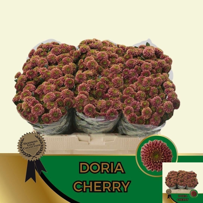 <h4>CHR S AAA DORIA CHER</h4>