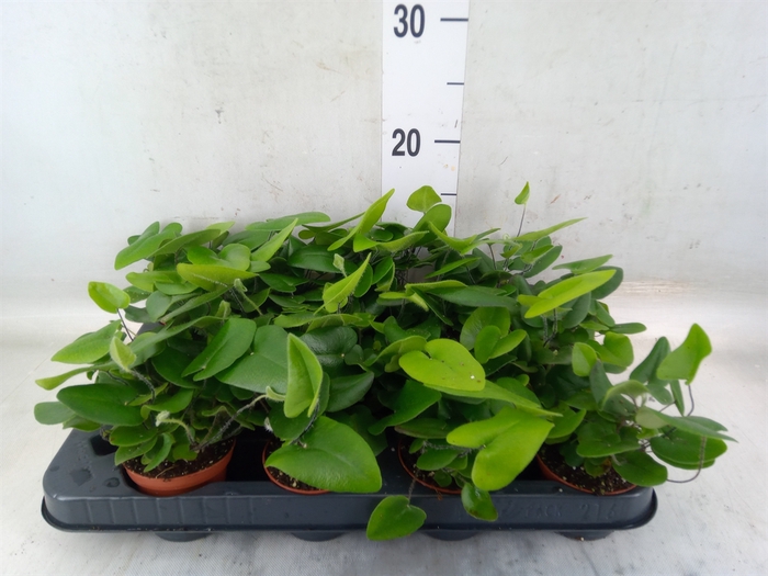 <h4>Hemionitis arifolia</h4>