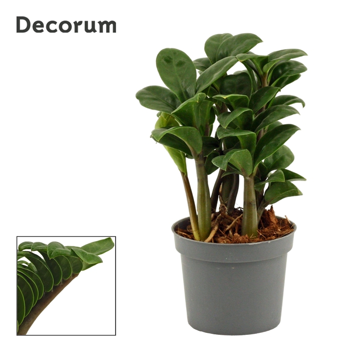 <h4>Zamioculcas Zenzi 9 cm Decorum, 4+ veren</h4>