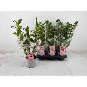 DENDR N S DR PANDORA