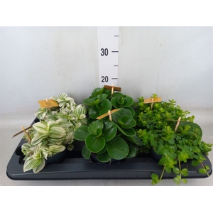 Planten  ..mix