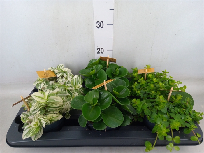 <h4>Planten  ..mix</h4>