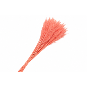 Dried Cortaderia Dadang Salmon