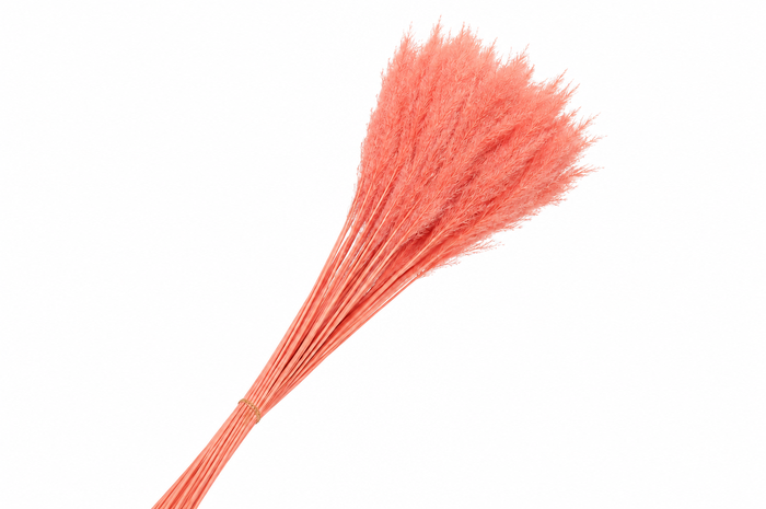 <h4>Dried Cortaderia Dadang Salmon</h4>