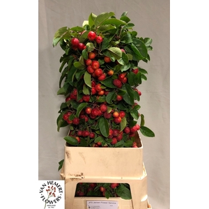 MALUS RED SENTINEL