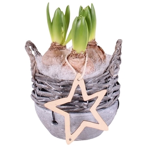 Christmas Arr.Hyacint Willow Basket Ceramic Bottom 14cm 3PP