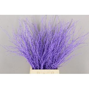 Betula Bs Paint Milka