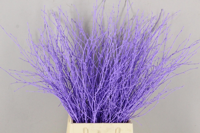 <h4>Betula Bs Paint Milka</h4>