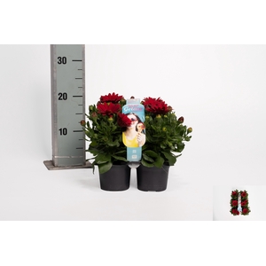 OSTEO GELATO CRANBER