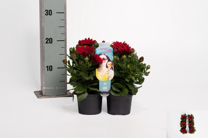 <h4>OSTEO GELATO CRANBER</h4>